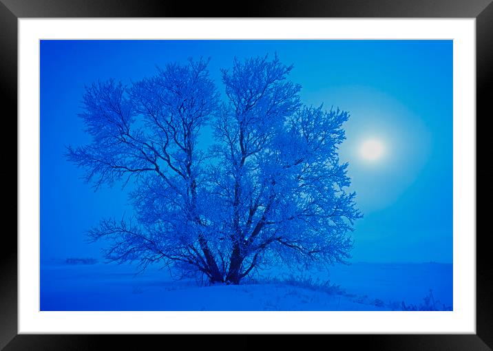 hoarfrost on tree Framed Mounted Print by Dave Reede