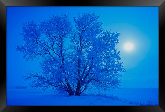 hoarfrost on tree Framed Print by Dave Reede