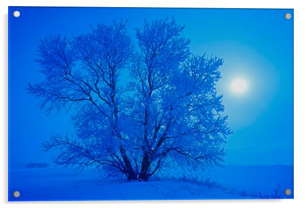 hoarfrost on tree Acrylic by Dave Reede