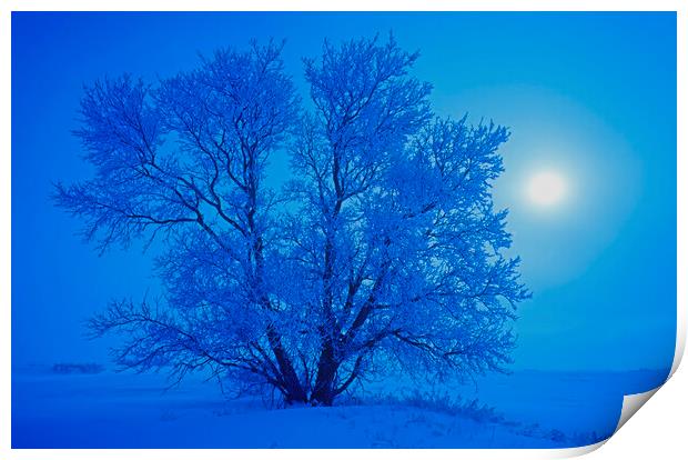 hoarfrost on tree Print by Dave Reede