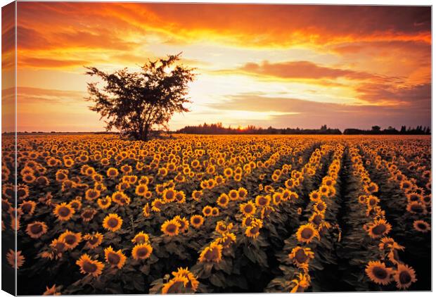 sunflower field Canvas Print by Dave Reede