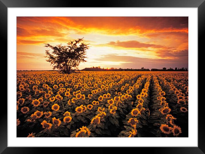 sunflower field Framed Mounted Print by Dave Reede