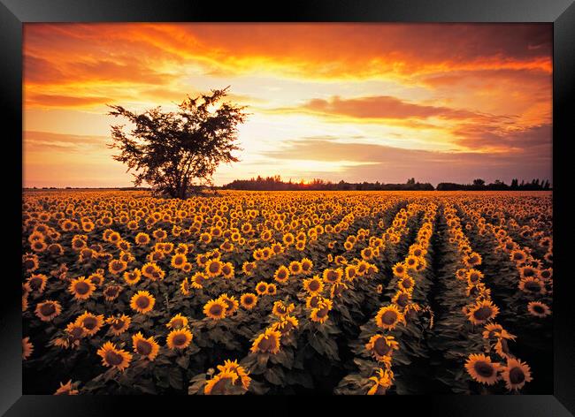 sunflower field Framed Print by Dave Reede