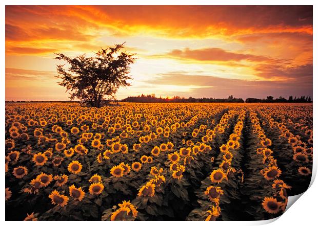 sunflower field Print by Dave Reede