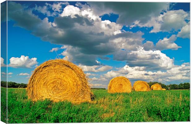 round alfalfa bales Canvas Print by Dave Reede
