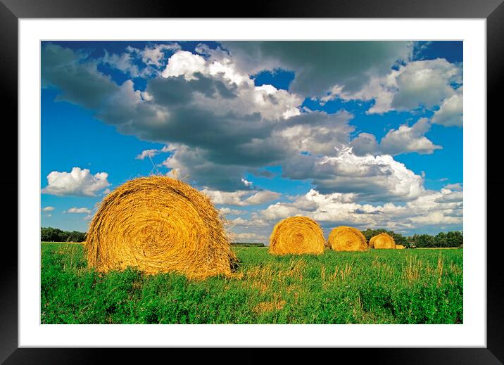 round alfalfa bales Framed Mounted Print by Dave Reede