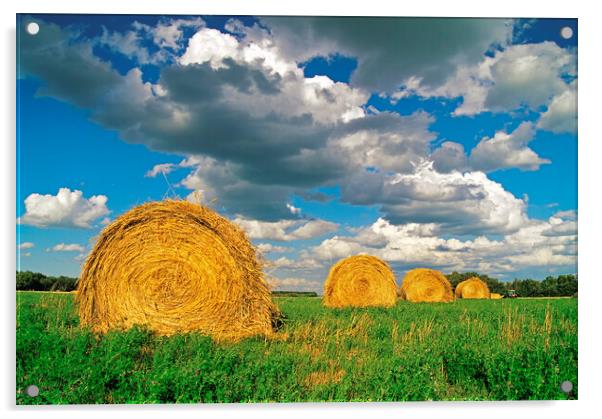 round alfalfa bales Acrylic by Dave Reede