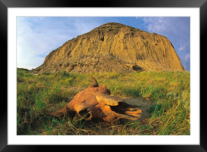 old buffalo skull, Castle Butte Framed Mounted Print by Dave Reede