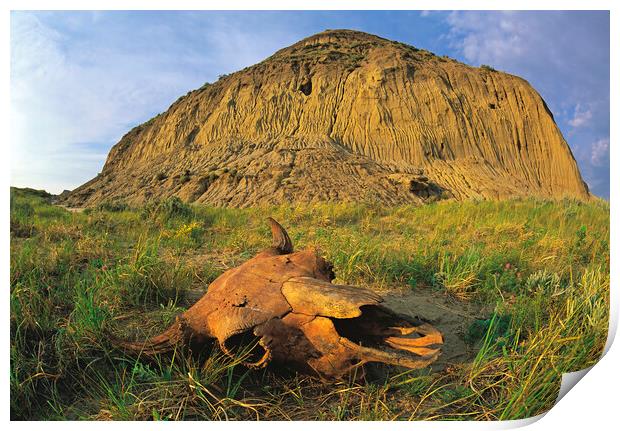 old buffalo skull, Castle Butte Print by Dave Reede