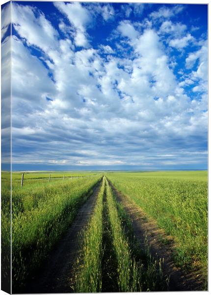 road through field of crested wheat forage crop Canvas Print by Dave Reede