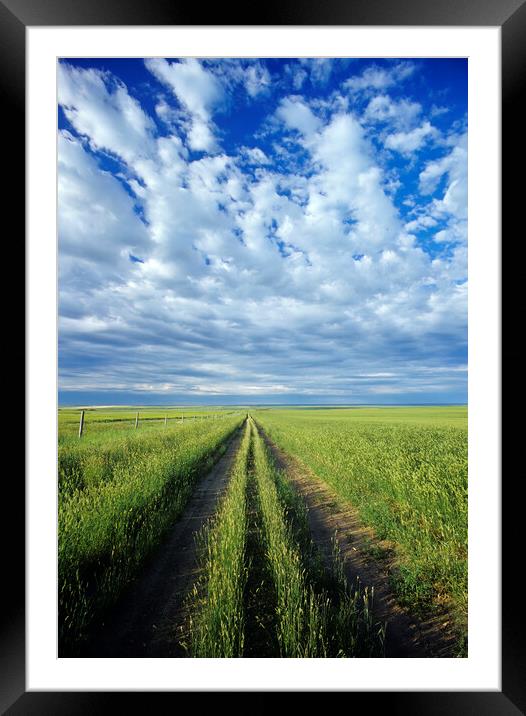 road through field of crested wheat forage crop Framed Mounted Print by Dave Reede
