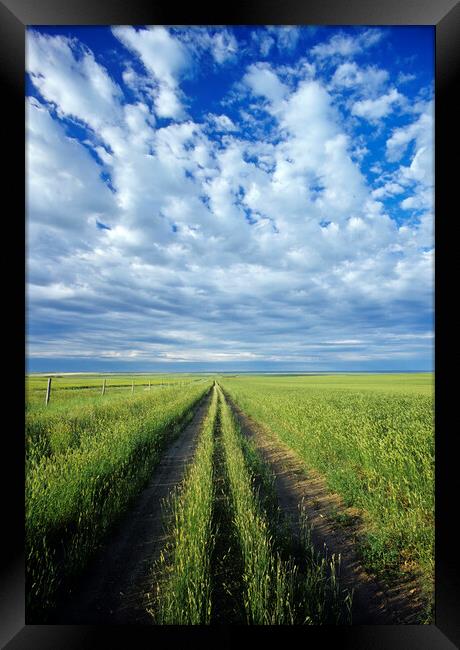 road through field of crested wheat forage crop Framed Print by Dave Reede