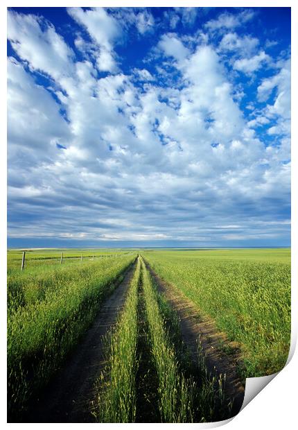 road through field of crested wheat forage crop Print by Dave Reede