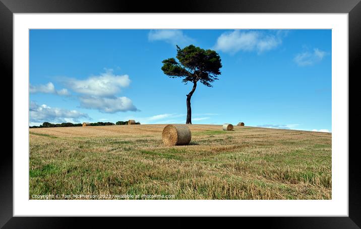 Lone Tree 36 Framed Mounted Print by Tom McPherson