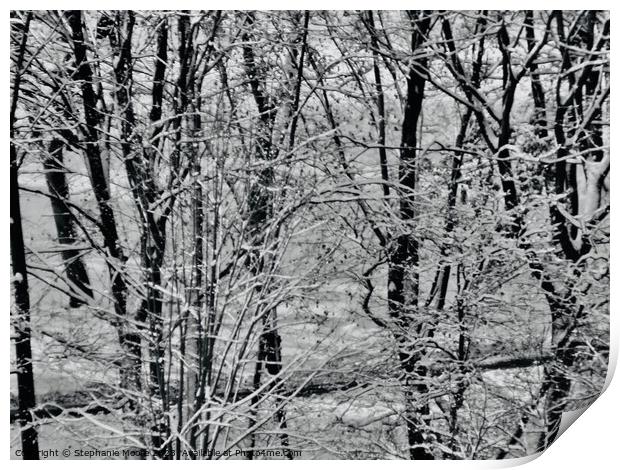 Winter Trees Print by Stephanie Moore