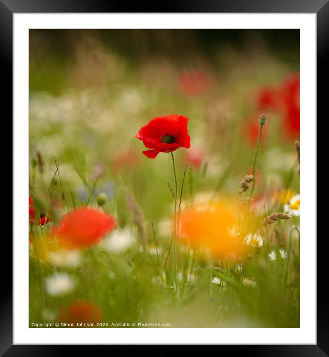 Poppy flower Framed Mounted Print by Simon Johnson