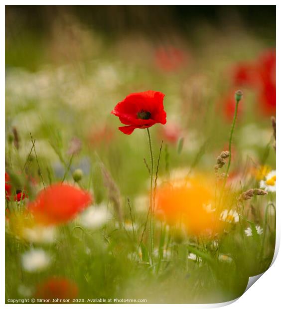 Poppy flower Print by Simon Johnson