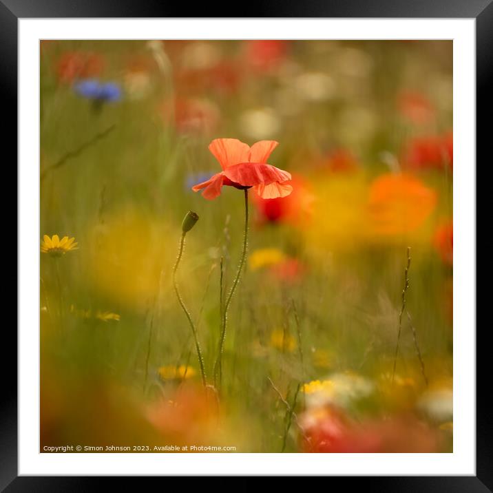 poppy Flower  Framed Mounted Print by Simon Johnson