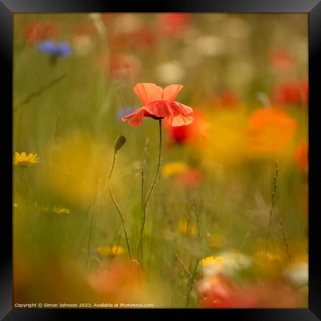 poppy Flower  Framed Print by Simon Johnson