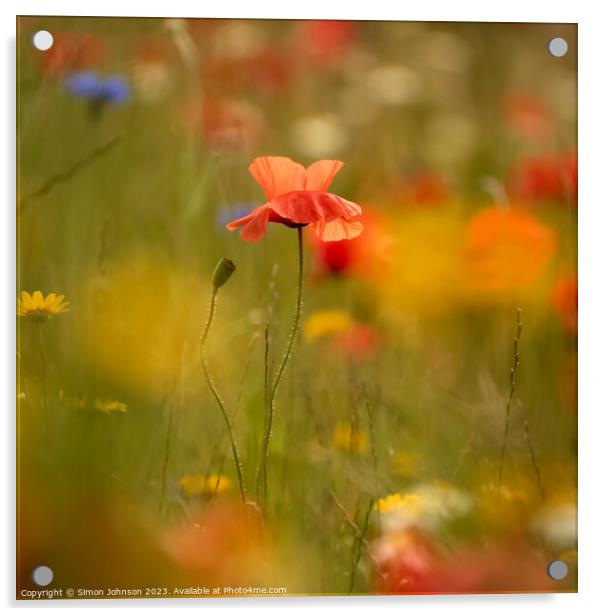 poppy Flower  Acrylic by Simon Johnson