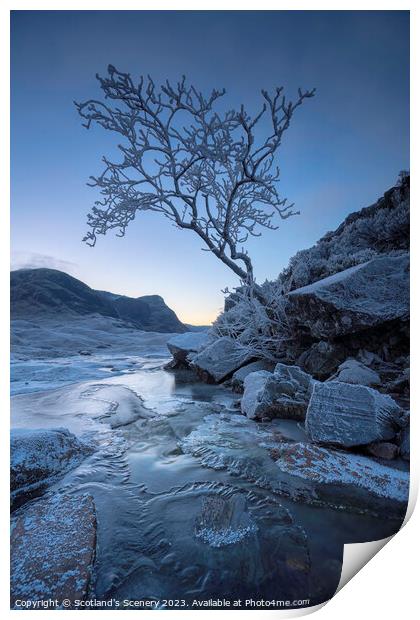 The lone tree, Glencoe, Highlands, Scotland. Print by Scotland's Scenery