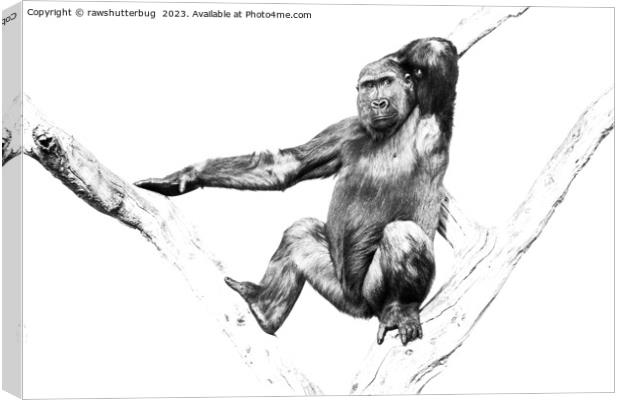 Gorilla in Shadows Canvas Print by rawshutterbug 