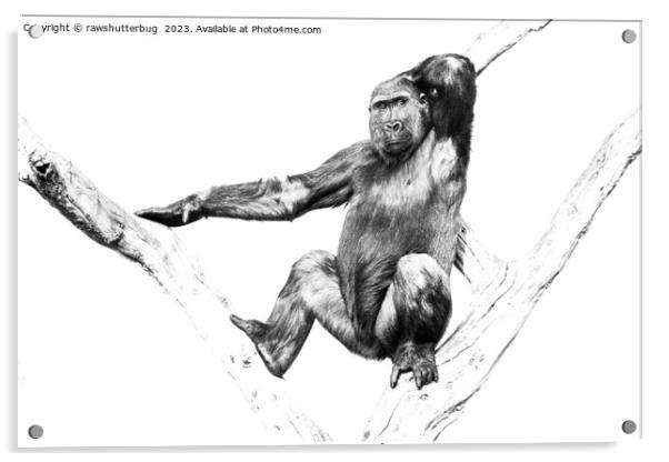 Gorilla in Shadows Acrylic by rawshutterbug 