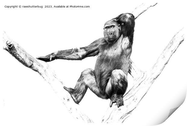 Gorilla in Shadows Print by rawshutterbug 
