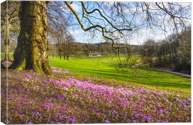 Leeds Roundhay Park Crocuses Canvas Print by Alison Chambers