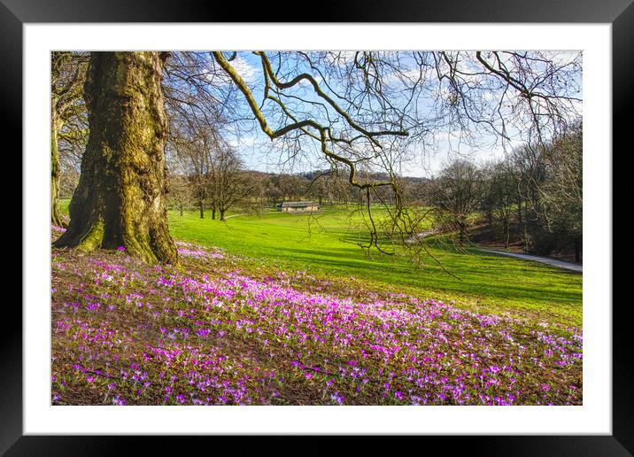 Leeds Roundhay Park Crocuses Framed Mounted Print by Alison Chambers
