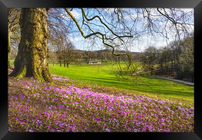 Leeds Roundhay Park Crocuses Framed Print by Alison Chambers