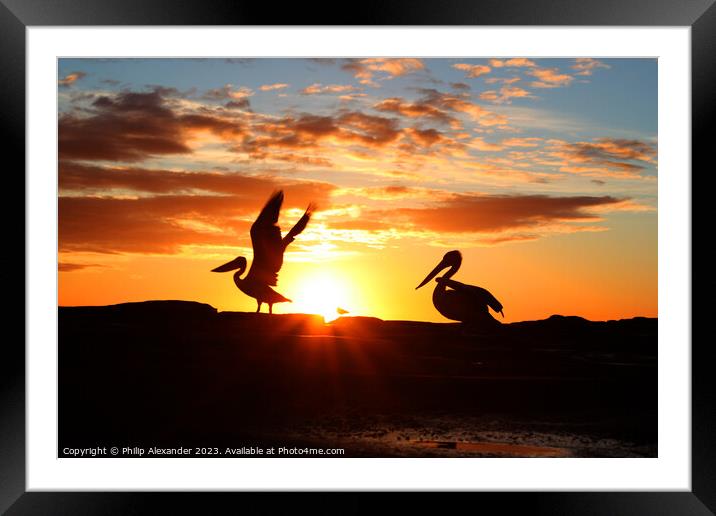 Sunrise Pelicans Framed Mounted Print by Philip Alexander