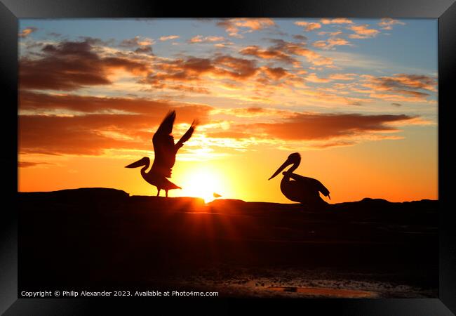 Sunrise Pelicans Framed Print by Philip Alexander