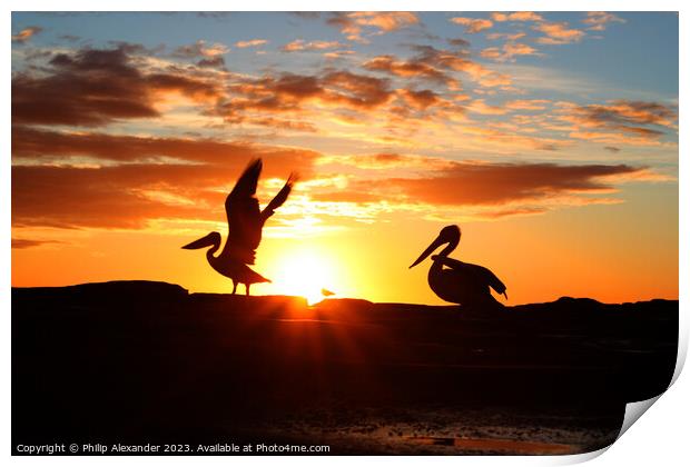 Sunrise Pelicans Print by Philip Alexander