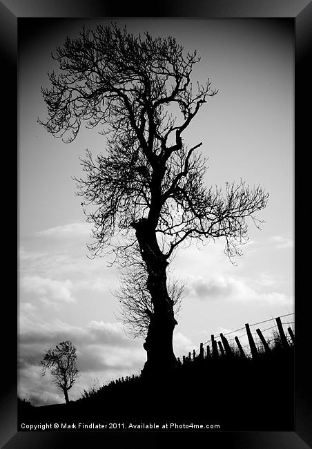 Tree and Friend Framed Print by Mark Findlater