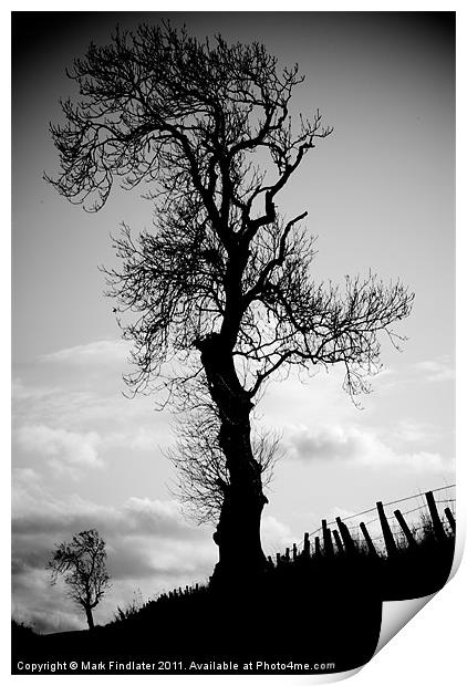 Tree and Friend Print by Mark Findlater