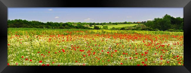 Poppy Field Panoramic Framed Print by Diana Mower