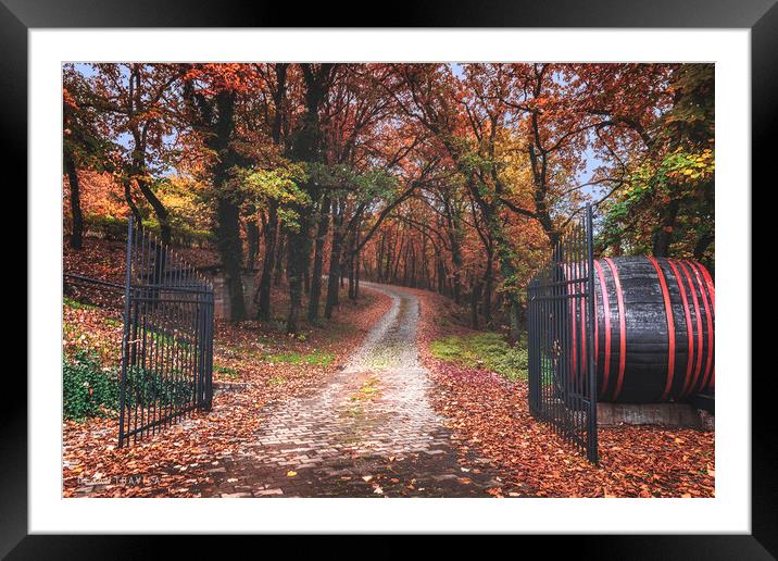 Entrance to the autumn forest Framed Mounted Print by Dejan Travica