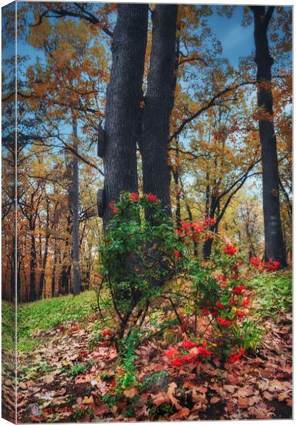 Is it autumn or is it spring? Canvas Print by Dejan Travica