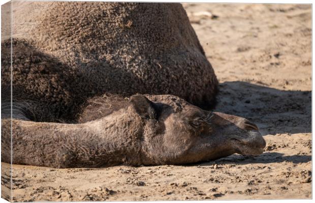 Dromedary Camel Lying On The Ground Canvas Print by Artur Bogacki