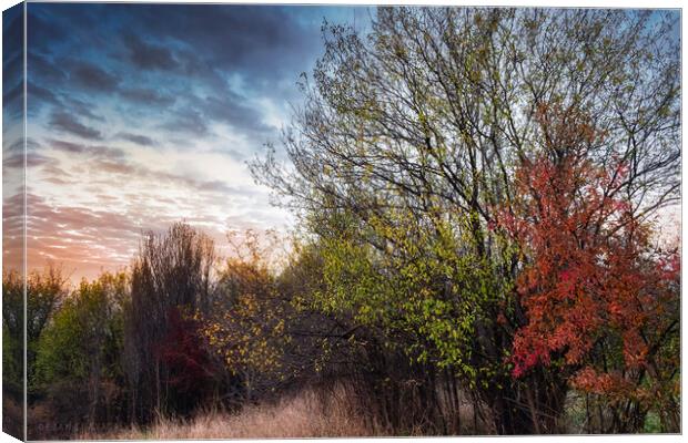 To meet the autumn Canvas Print by Dejan Travica