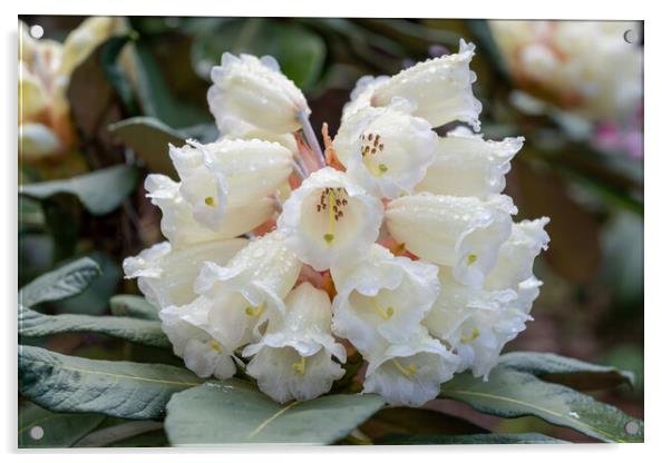 Rhododendron Sinofalconeri White Flowers Acrylic by Artur Bogacki