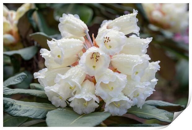 Rhododendron Sinofalconeri White Flowers Print by Artur Bogacki