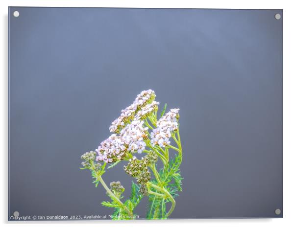 Yarrow Plant Acrylic by Ian Donaldson