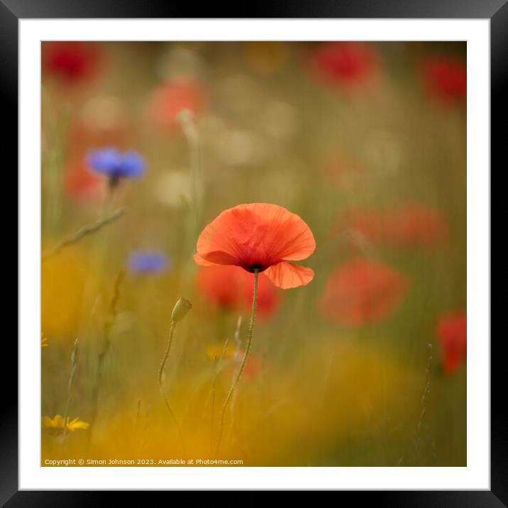 sunlit Poppy, soft focus Framed Mounted Print by Simon Johnson