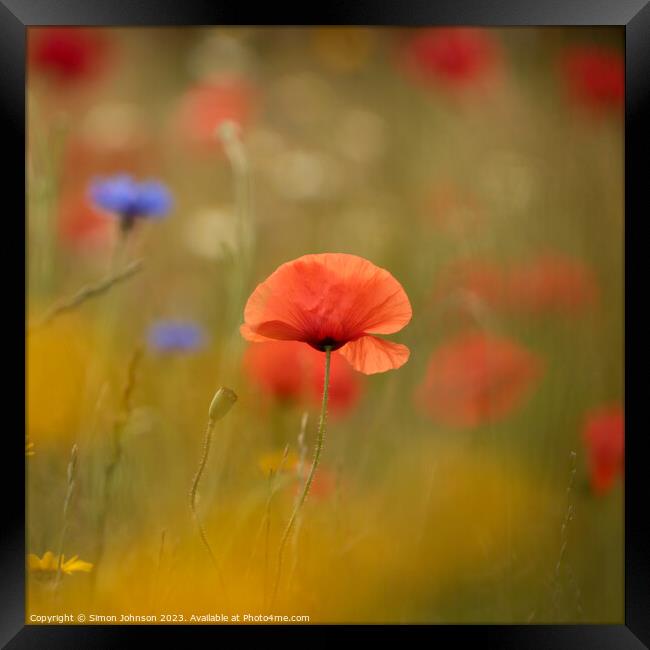 sunlit Poppy, soft focus Framed Print by Simon Johnson