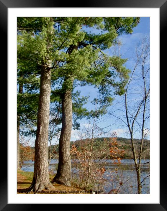 Beautiful trees Framed Mounted Print by Stephanie Moore