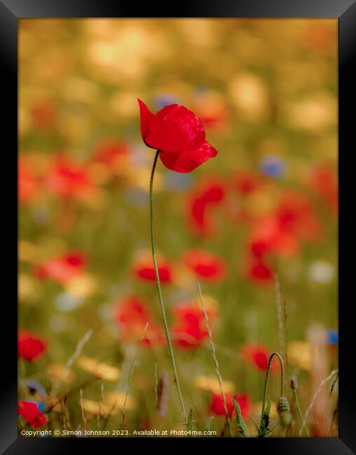 poppy flower Framed Print by Simon Johnson