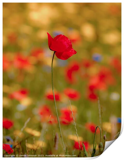 poppy flower Print by Simon Johnson