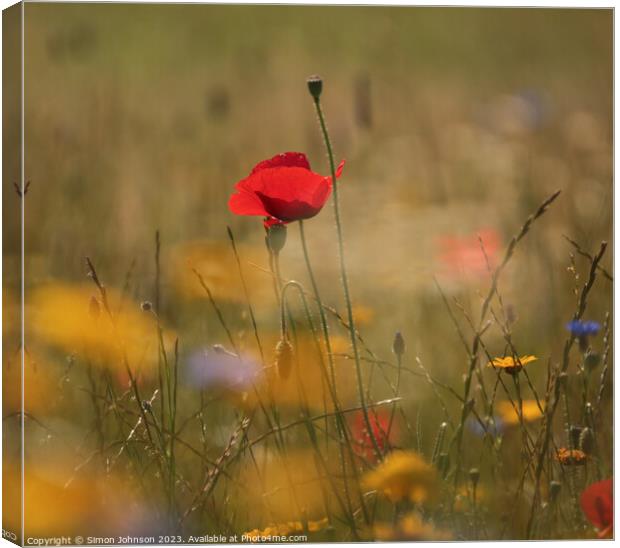 A close up of a poppy  flower Canvas Print by Simon Johnson